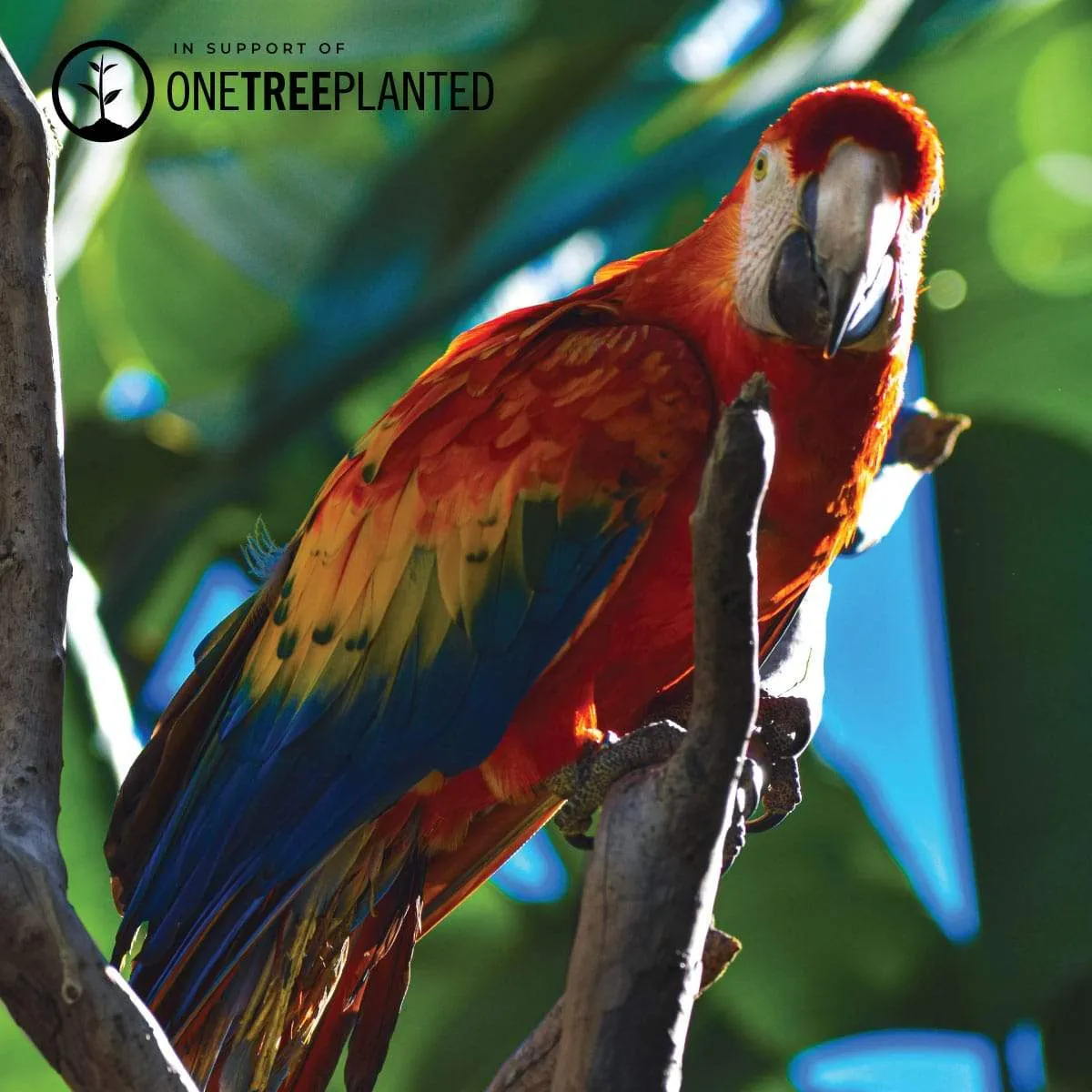 Macaw Links | Original Kismet Bracelet | Spectrum x Silver