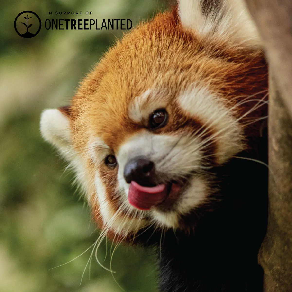 Red Panda Links | Original Kismet Bracelet | Red x Silver