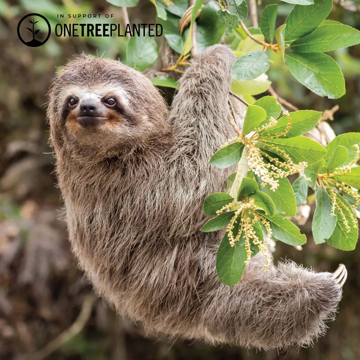 Tree Sloth Links | Deluxe Kismet Bracelet | White x Rose Gold