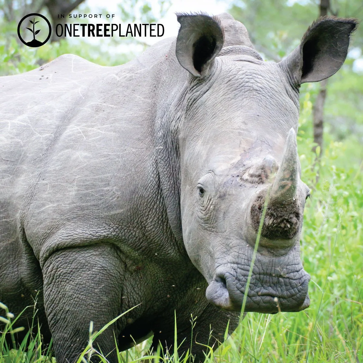 White Rhino Links | Deluxe Kismet Bracelet | White x Silver